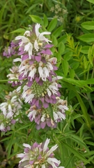 Monarda citriodora