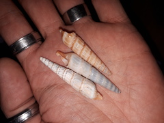 Duplicaria gemmulata