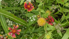 Gaillardia pulchella