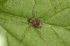 Platybunus pinetorum