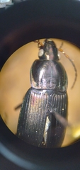 Poecilus lucublandus