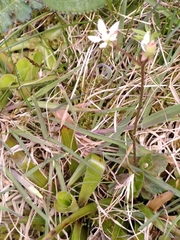 Micranthes stellaris