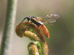 Strongylogaster multicincta