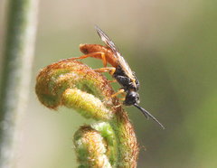 Strongylogaster multicincta