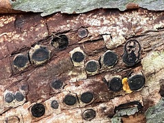 Biscogniauxia marginata