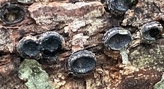 Biscogniauxia marginata