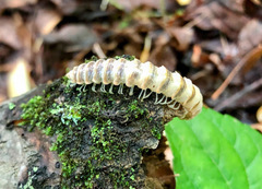 Arthrophaga
