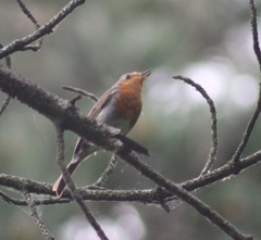 Erithacus rubecula