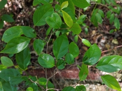 Casearia decandra