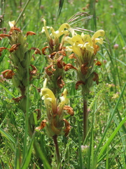Pedicularis comosa