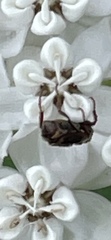 Valgus canaliculatus