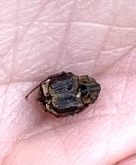 Valgus canaliculatus