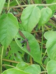 Horama plumipes