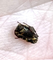 Valgus canaliculatus