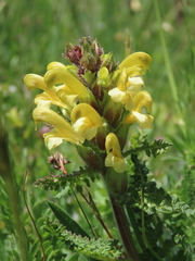 Pedicularis comosa