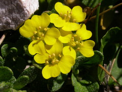 Alyssum wulfenianum ovirense