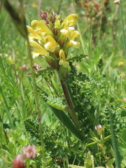 Pedicularis comosa