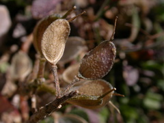 Alyssum wulfenianum ovirense