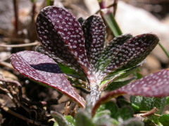 Alyssum wulfenianum ovirense