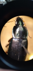 Poecilus lucublandus