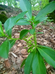 Daphne pontica