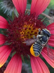 Megachile albitarsis