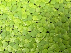 Spirodela polyrhiza