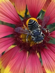 Megachile albitarsis