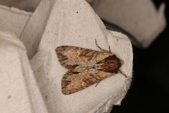 Apamea crenata
