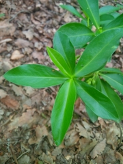 Daphne pontica