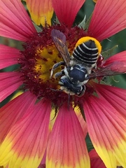 Megachile albitarsis