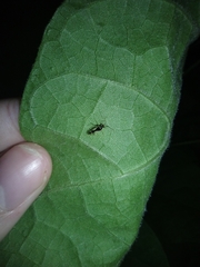 Hyaliodes