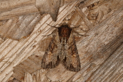 Apamea crenata