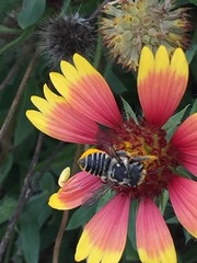 Megachile albitarsis