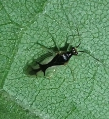 Hyaliodes