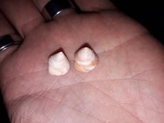 Calliostoma jucundum