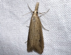 Donacaula maximellus