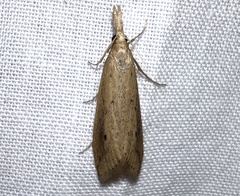 Donacaula maximellus
