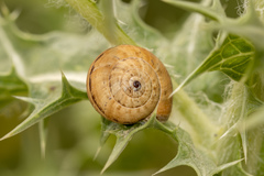 Backeljaia gigaxii