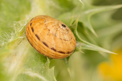 Backeljaia gigaxii