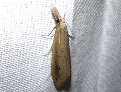 Donacaula maximellus