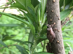 Acanthocoris sordidus