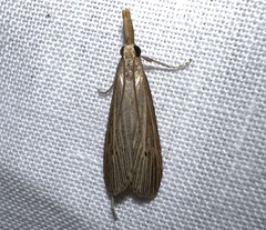 Donacaula roscidellus