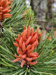 Pinus nigra laricio