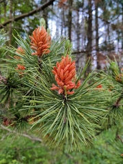 Pinus nigra laricio