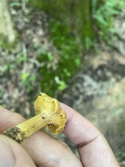 Cantharellus appalachiensis
