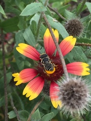 Megachile albitarsis