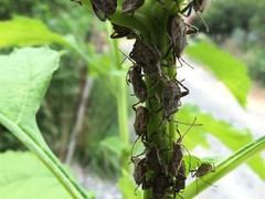 Acanthocoris sordidus