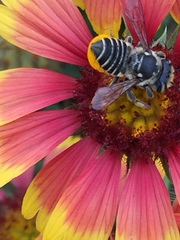 Megachile albitarsis