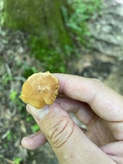 Cantharellus appalachiensis